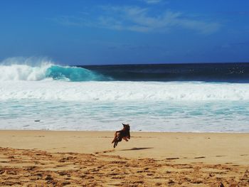 Beach sand and dog hawaii