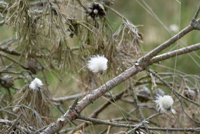 Close-up of white flowering plant