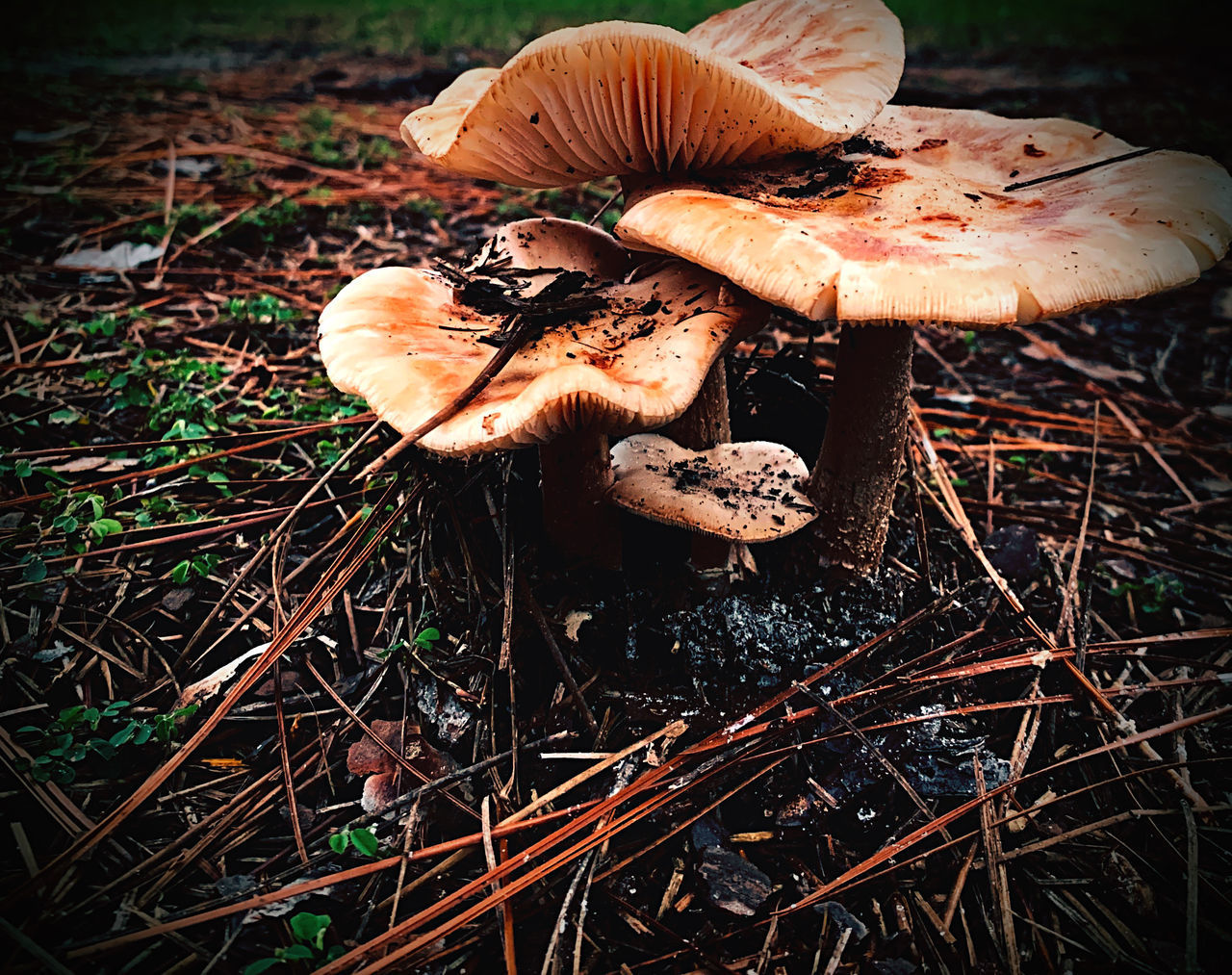 CLOSE-UP OF MUSHROOM GROWING ON FIELD