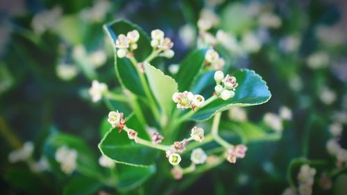 Close-up of flowering plant