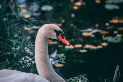 Close-up of swan