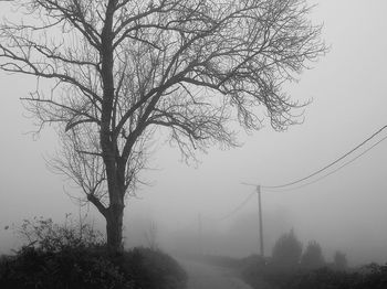 Bare tree against sky