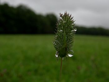 Close-up of plant growing on field