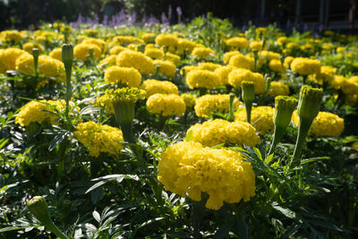 Close-up of yellow flowering plants in park