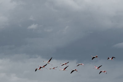 Low angle view of birds flying against sky