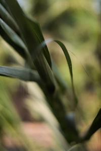 Close-up of plant