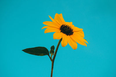 Low angle view of flowering plant against blue sky