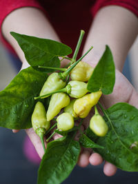 Close-up of hand holding leaves