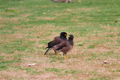 View of birds on field