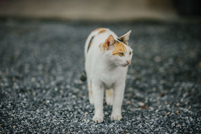 Cat looking away on road