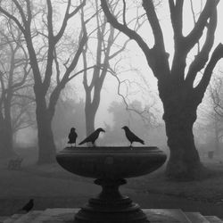 Birds perching on bare tree