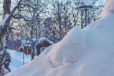 Snow covered trees against sky