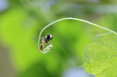 Close-up of insect on leaf