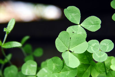 Close-up of leaves