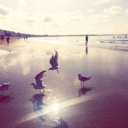 View of birds on beach