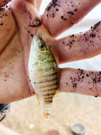 Close-up of hand holding fish