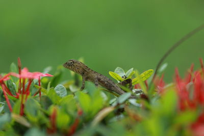 Close-up of grasshopper on plant