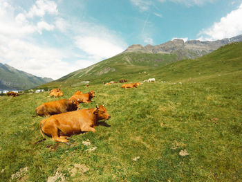 Cows grazing on field against sky