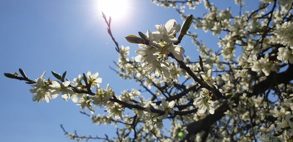 Low angle view of cherry blossom against clear sky