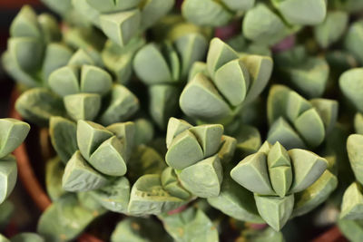 Full frame shot of succulent plant