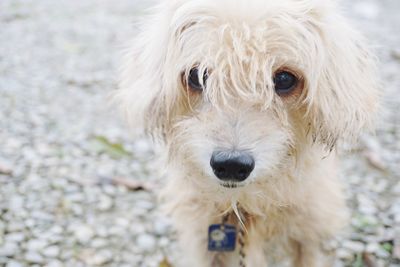 Close-up portrait of a dog