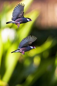 Close-up of bird flying