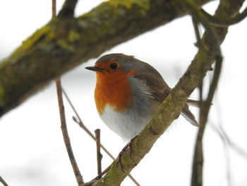 Low angle view of bird perching on tree against sky