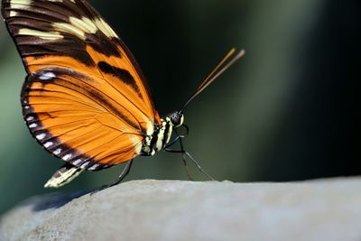 Close-up of butterfly on tree trunk