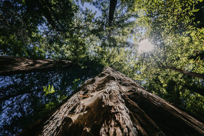 Low angle view of trees