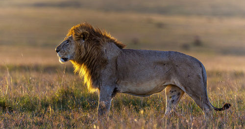 Side view of a cat on field