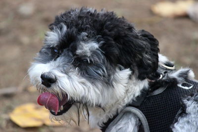 Close-up portrait of a dog