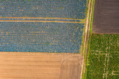 Crops growing on field