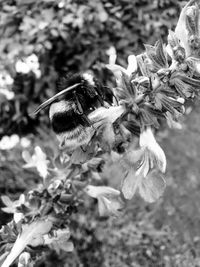 Close-up of bee pollinating flower