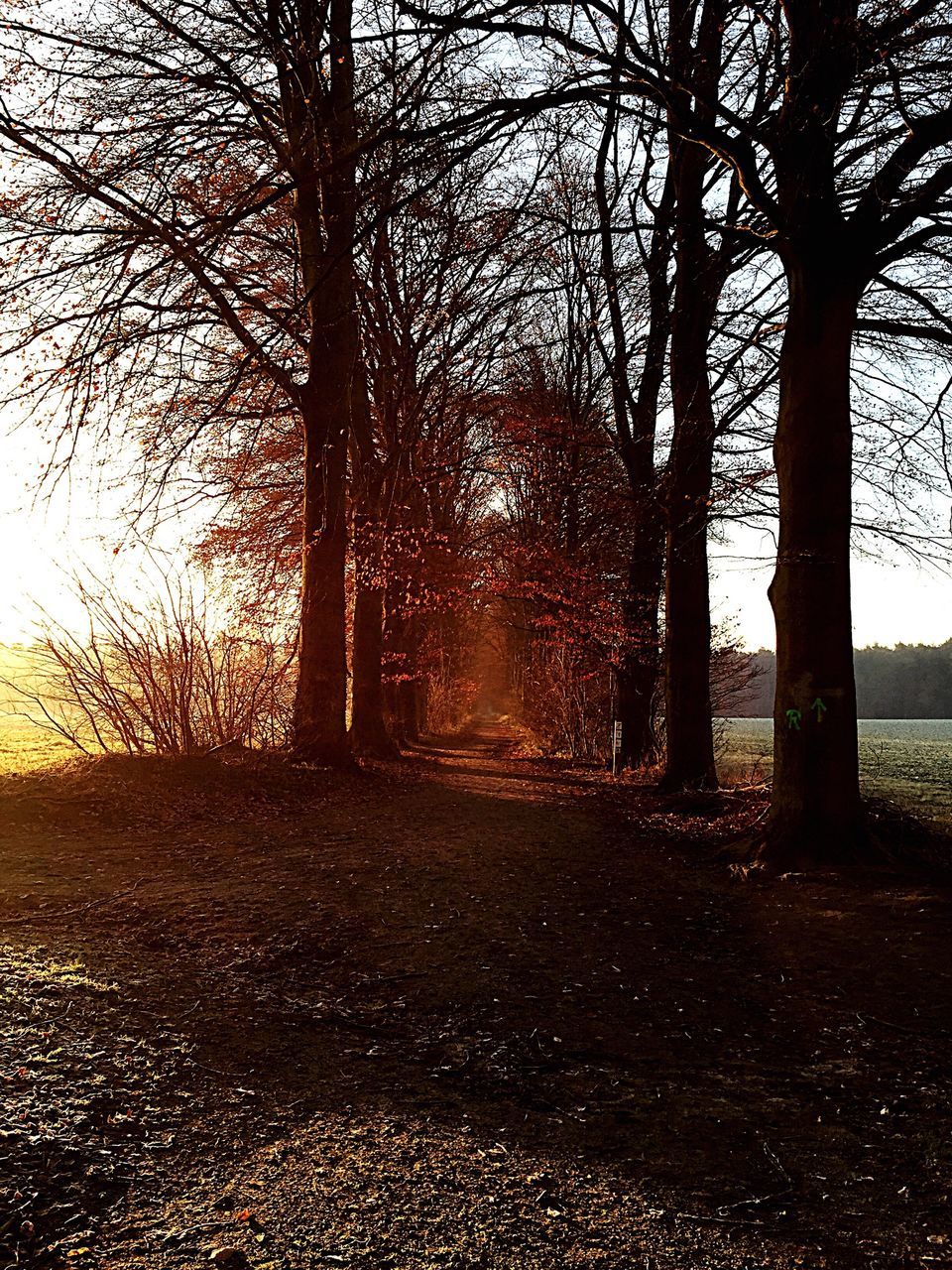 tree, the way forward, bare tree, diminishing perspective, tree trunk, transportation, tranquility, treelined, vanishing point, tranquil scene, road, branch, nature, scenics, landscape, sky, beauty in nature, empty road, street, silhouette