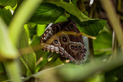 Close-up of insect on plant