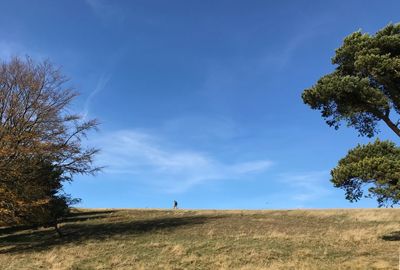 Trees on field against sky