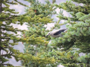 Clark's nutcracker crow nucifraga columbiana corvidae lake louise banff national park canada