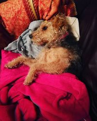 Close-up of dog relaxing on bed