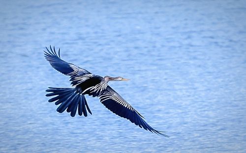 Birds in flight