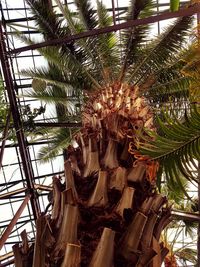 Low angle view of palm trees