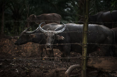 Water buffaloes on field