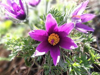 Close-up of purple flowers blooming outdoors