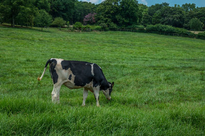 Cows in a field