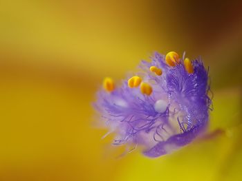 Close-up of yellow flower