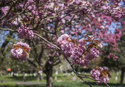 Close-up of pink cherry blossoms in spring