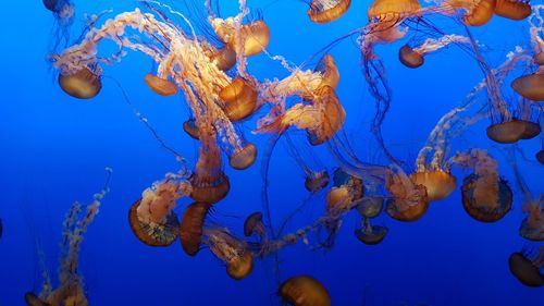 School of fish swimming in aquarium