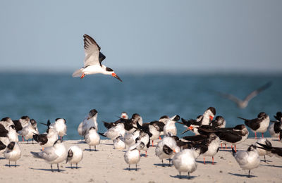 Seagulls flying over sea against sky