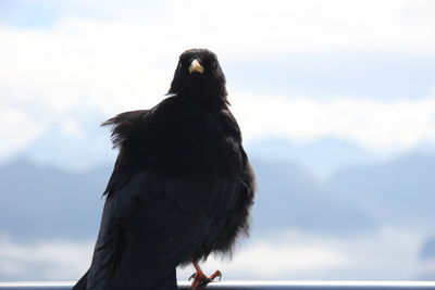 Bird perching on a mountain