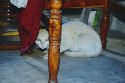 Portrait of cat on floor