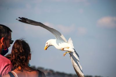 Low angle view of seagulls flying against sky